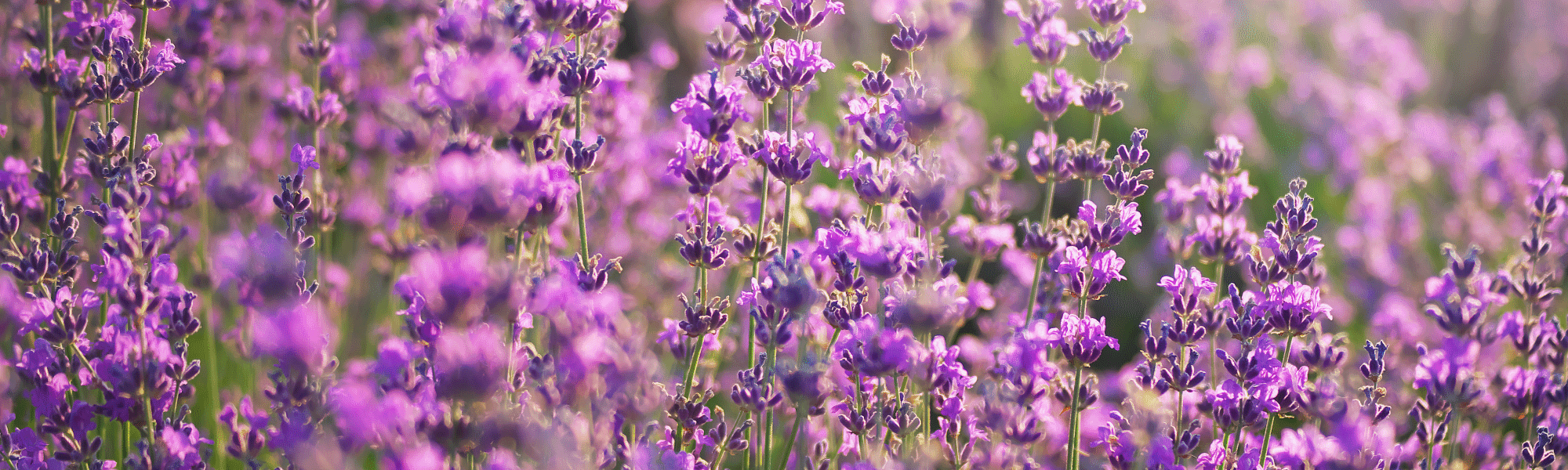 Tipos de Lavanda | Blog de Arenal